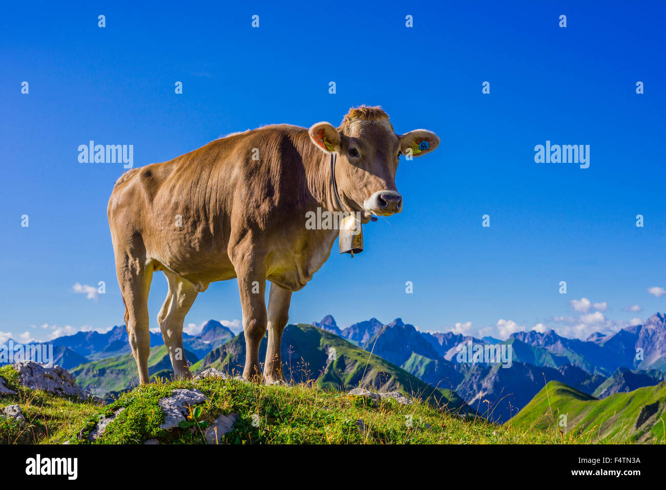 Allgäu, Allgäuer Alpen, Alpin, Grünland, Alp, Alb, Bayern, Berge, Bos Primigenius Taurus, braune Rinder, Deutschland, Europa, ag Stockfoto