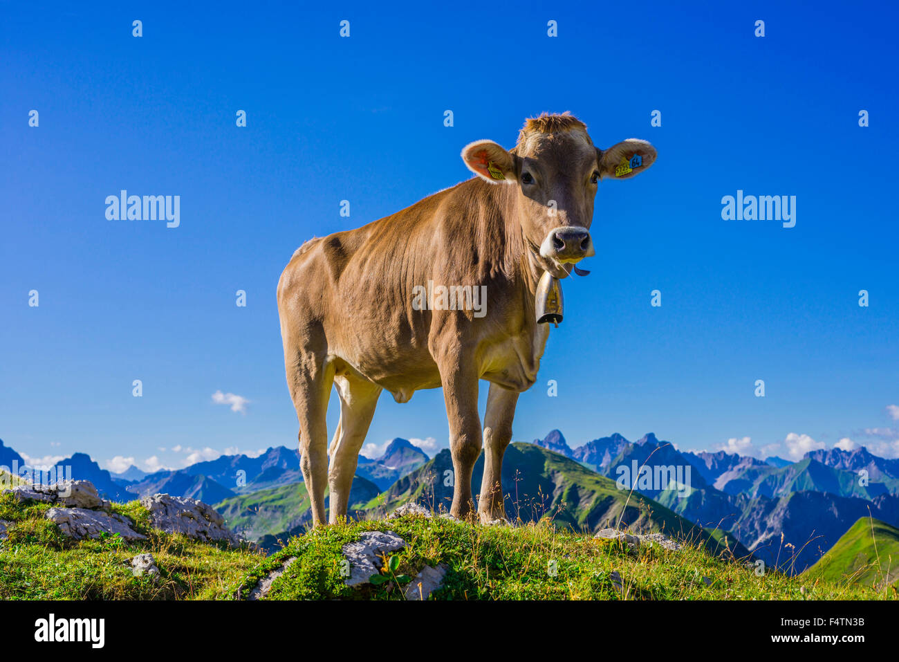 Allgäu, Allgäuer Alpen, Alpin, Grünland, Alp, Alb, Bayern, Berge, Bos Primigenius Taurus, braune Rinder, Deutschland, Europa, ag Stockfoto