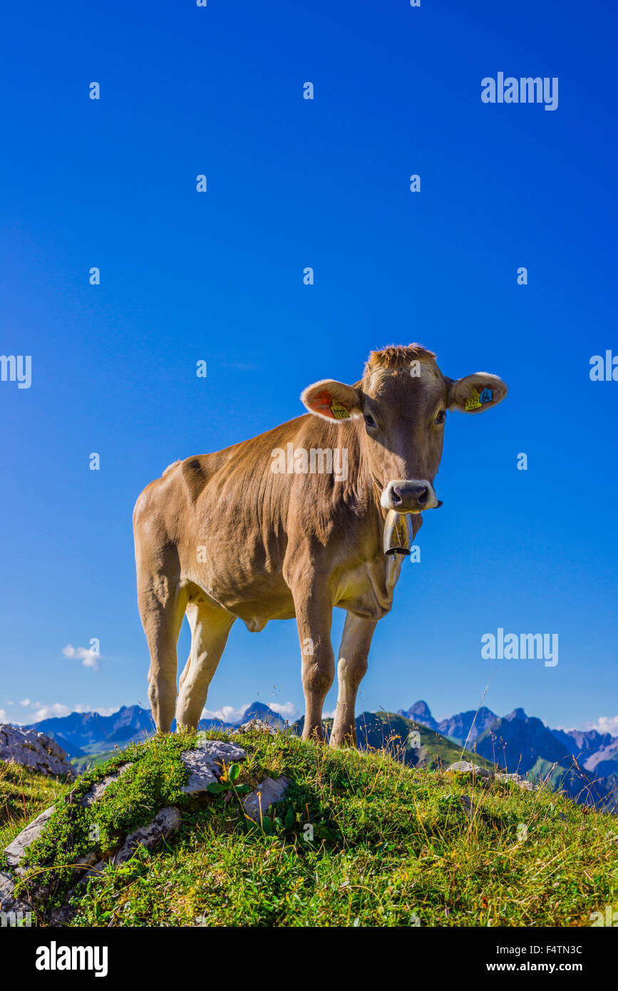 Allgäu, Allgäuer Alpen, Alpin, Grünland, Alp, Alb, Bayern, Berge, Bos Primigenius Taurus, braune Rinder, Deutschland, Europa, ag Stockfoto