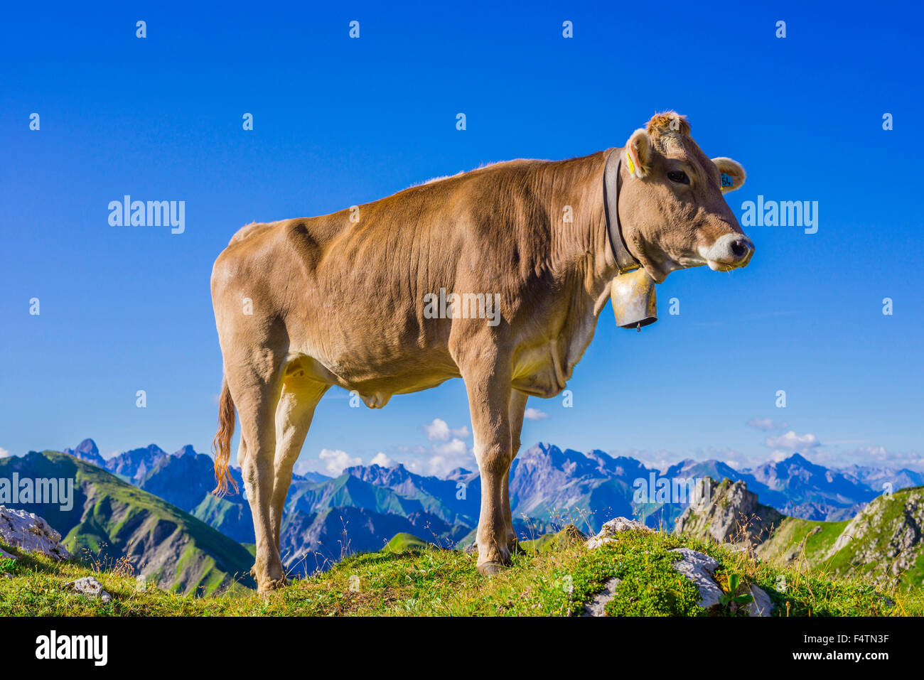 Allgäu, Allgäuer Alpen, Alpin, Grünland, Alp, Alb, Bayern, Berge, Bos Primigenius Taurus, braune Rinder, Deutschland, Europa, ag Stockfoto