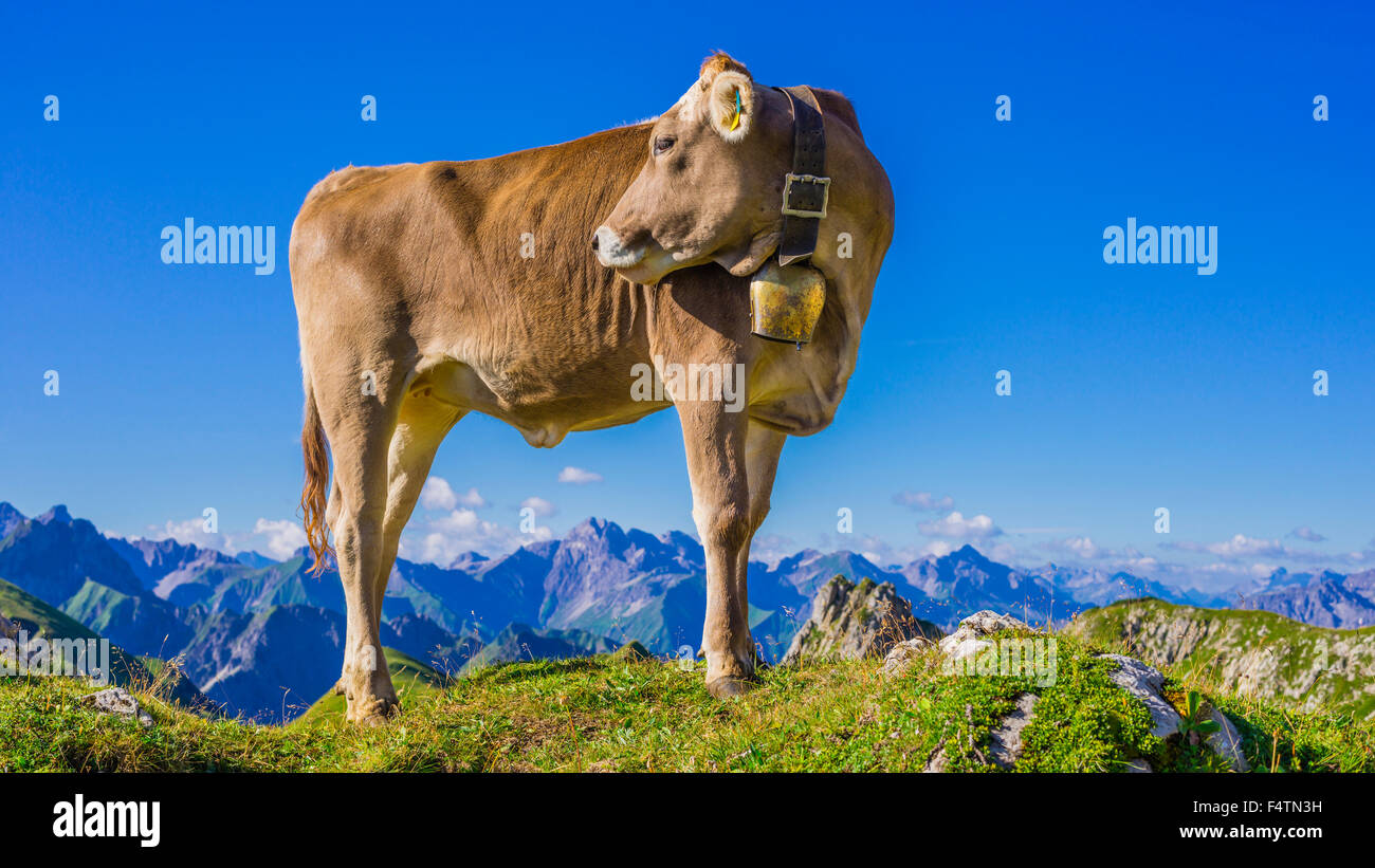 Allgäu, Allgäuer Alpen, Alpin, Grünland, Alp, Alb, Bayern, Berge, Bos Primigenius Taurus, braune Rinder, Deutschland, Europa, ag Stockfoto