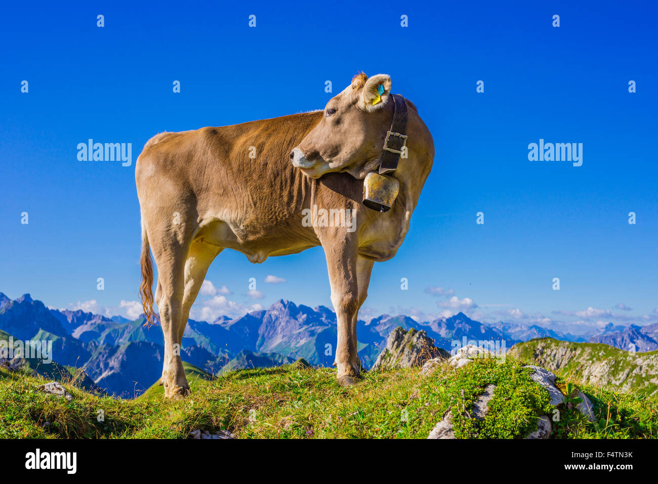 Allgäu, Allgäuer Alpen, Alpin, Grünland, Alp, Alb, Bayern, Berge, Bos Primigenius Taurus, braune Rinder, Deutschland, Europa, ag Stockfoto