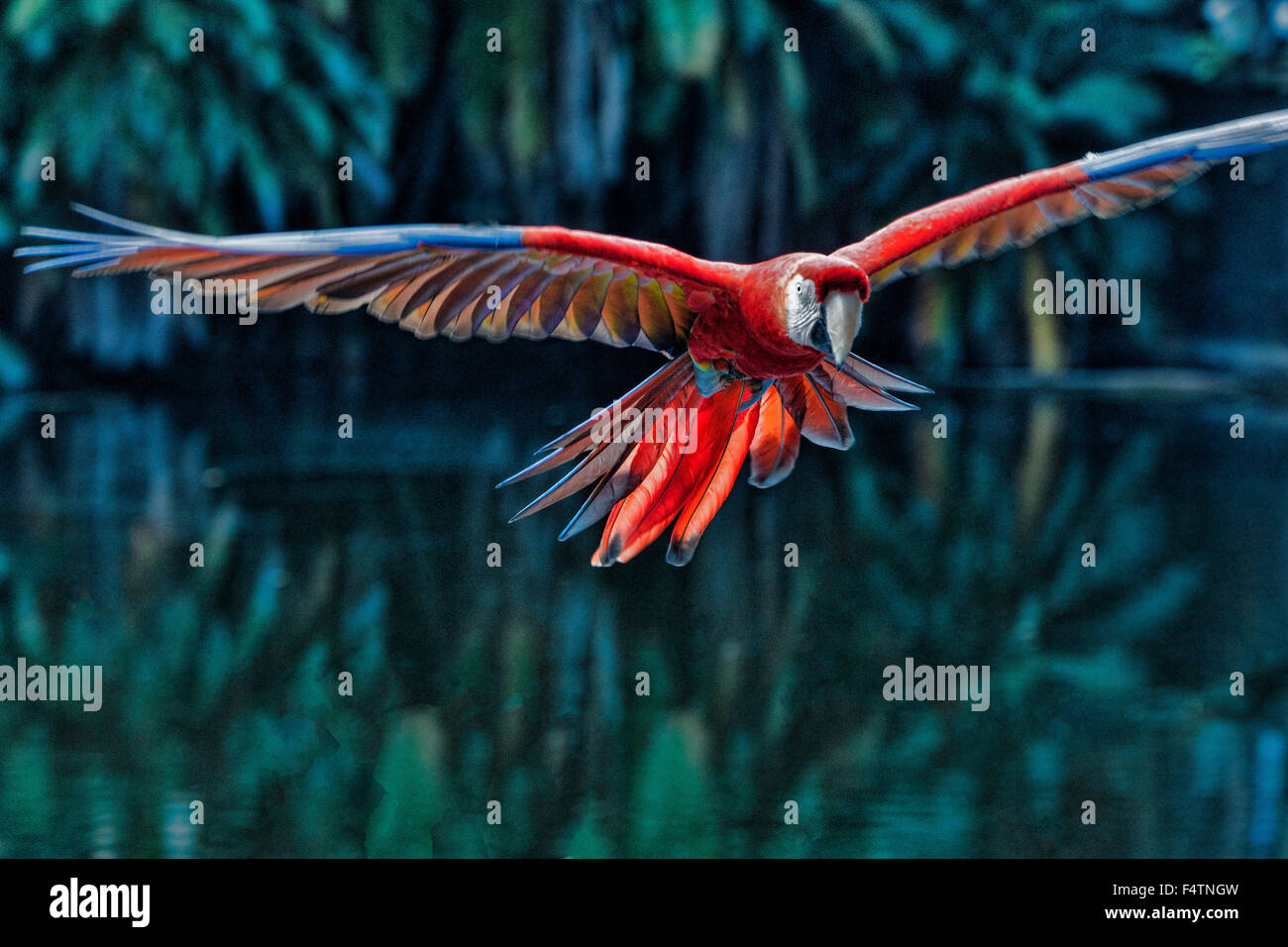 Scarlet Ara, Ara Macao, Ara, rot, fliegen, Vogel Stockfoto