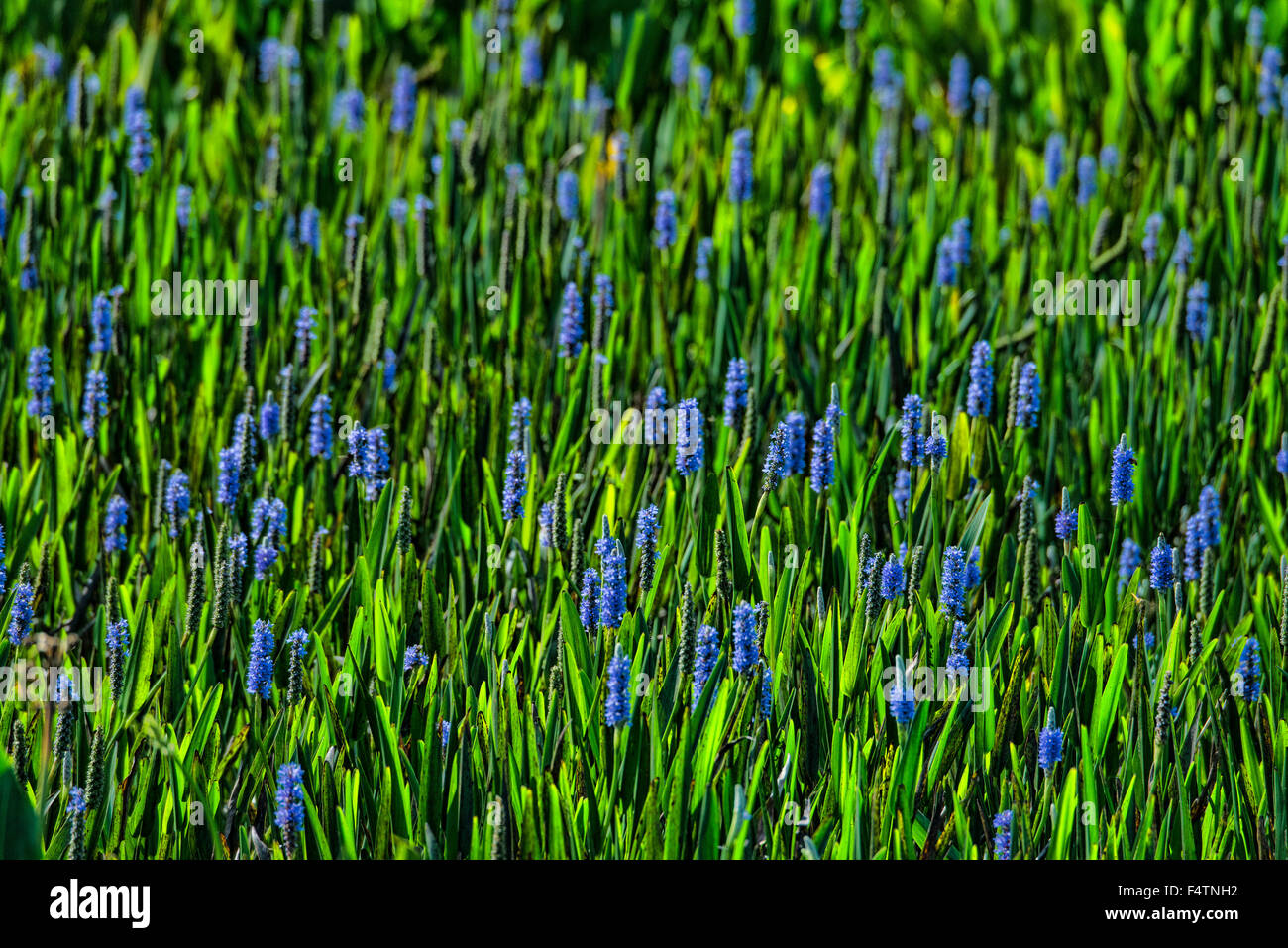 Pickerelweed, Pontederia Cordata, USA, Amerika, Pflanze Stockfoto