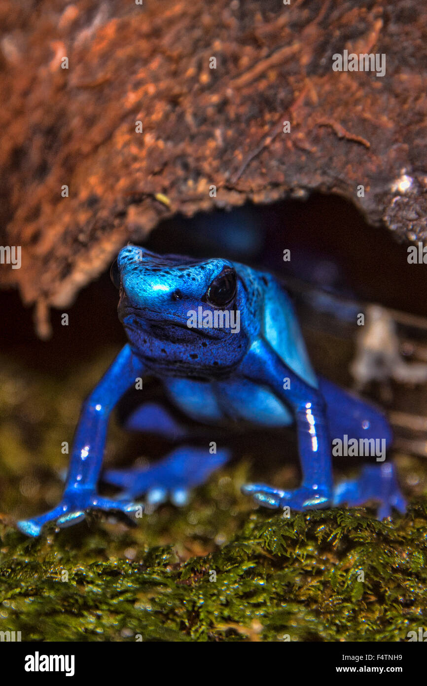 Blauer Pfeilgiftfrosch Dendrobates Azureus, Frosch, Tier Stockfoto