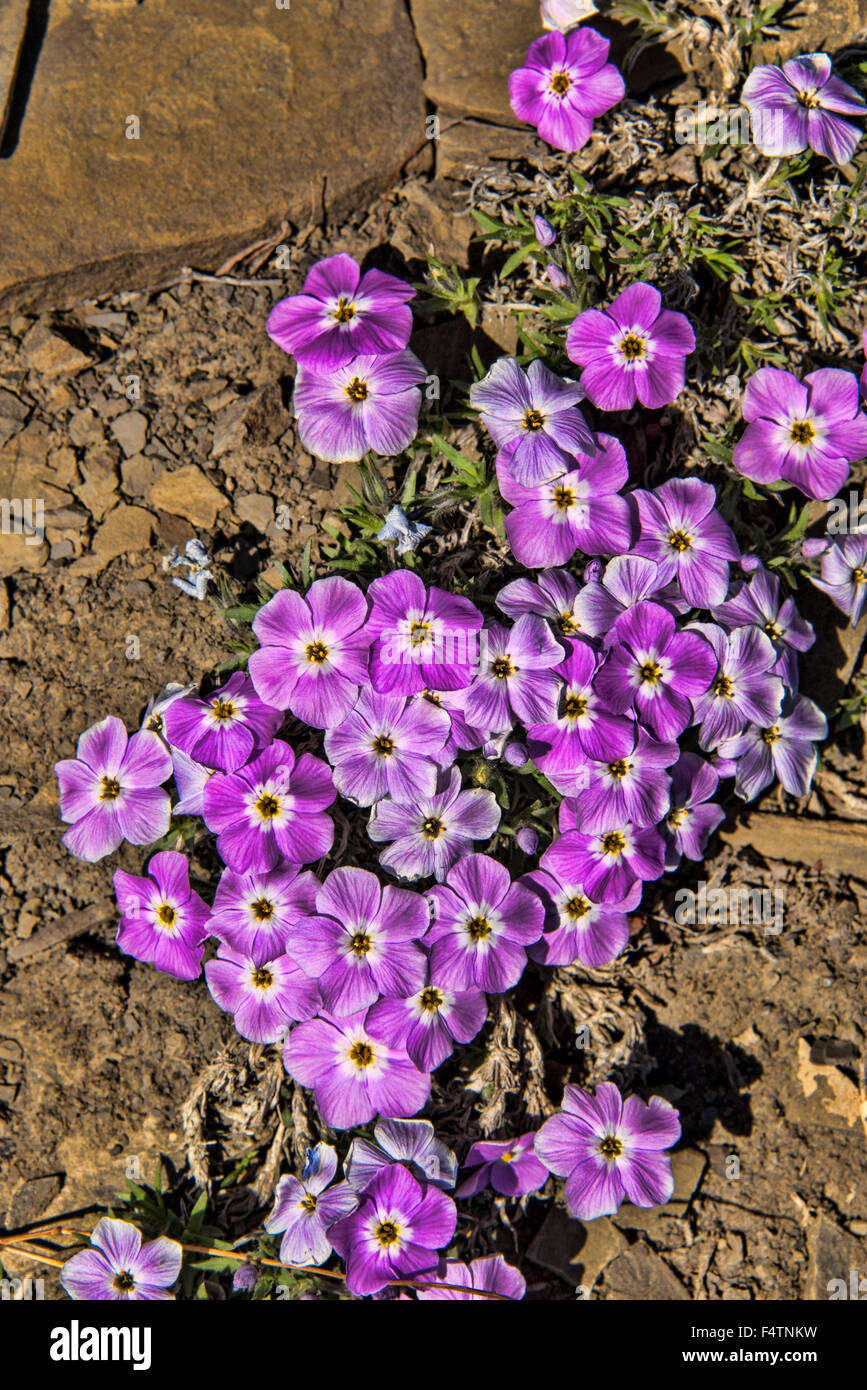 Wildblumen, violett, lila, national Petroleum reserve, Petroleum Reserve, Alaska, USA, Amerika, Pflanze Stockfoto