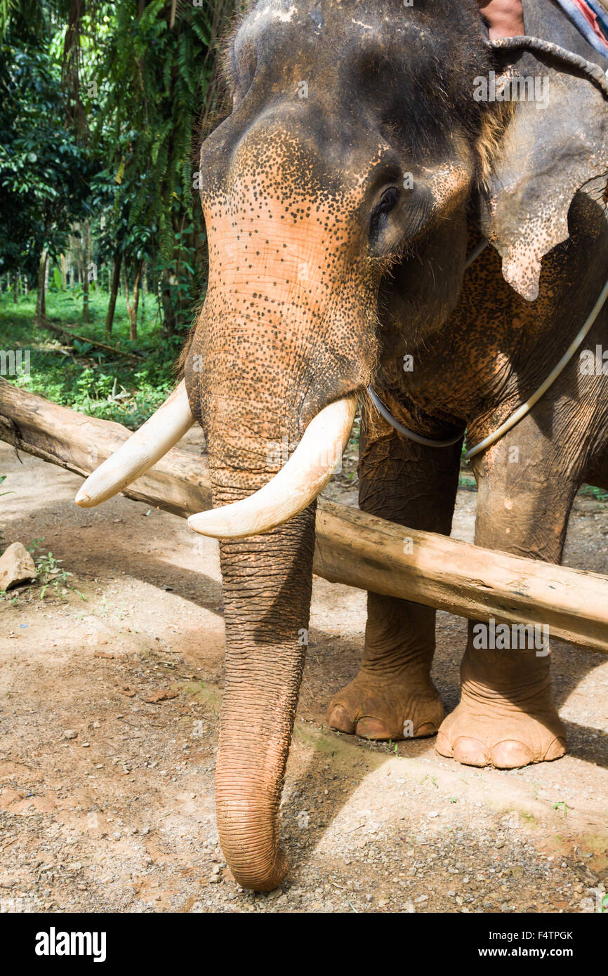 Asiatische Elefanten an einem der vielen Elefanten Camps außerhalb von Pai, in der Nähe von Chiang Mai, Thailand. Stockfoto