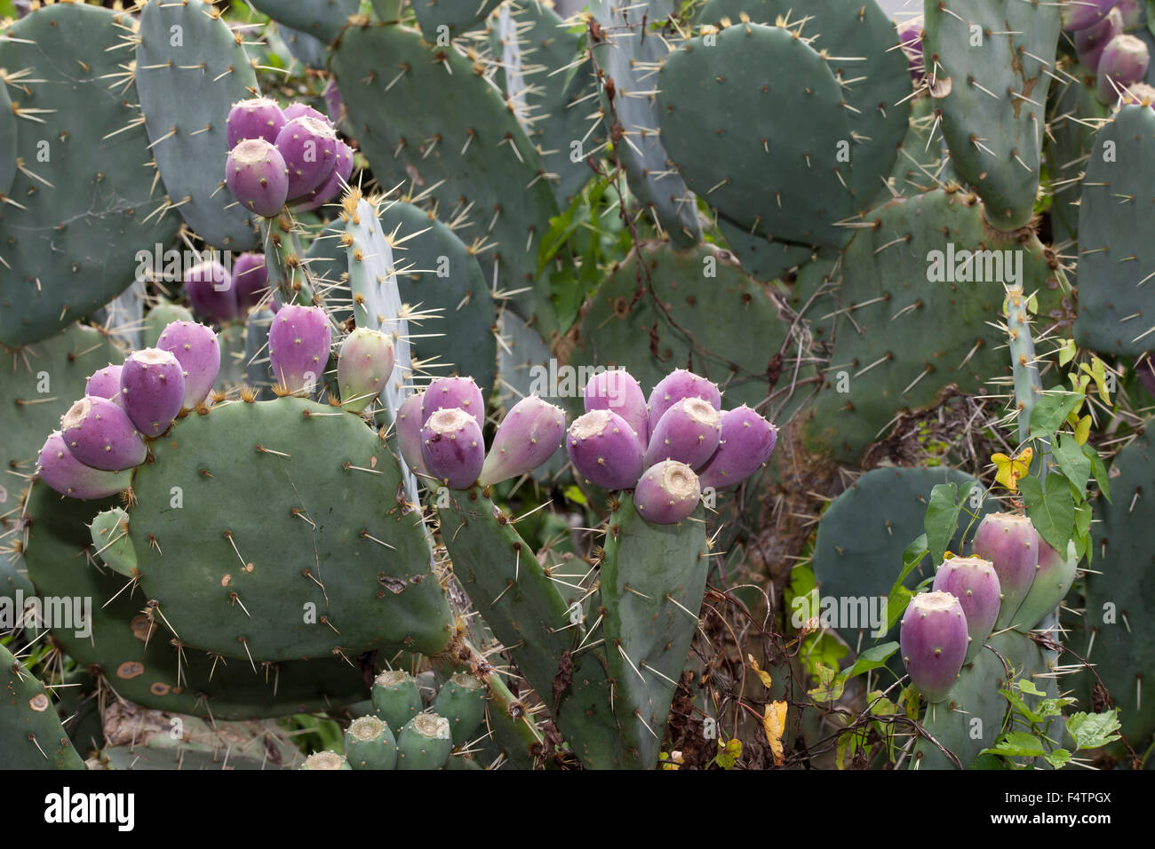 Blten auf einem Kaktus, Krk Insel, Kroatien, Kvarnerbucht, Adria  Stockfotografie - Alamy