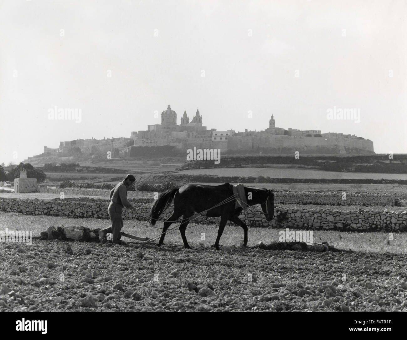 Ein Pferd ziehen einen Pflug im Hintergrund der Stadt Mdina, Malta Stockfoto