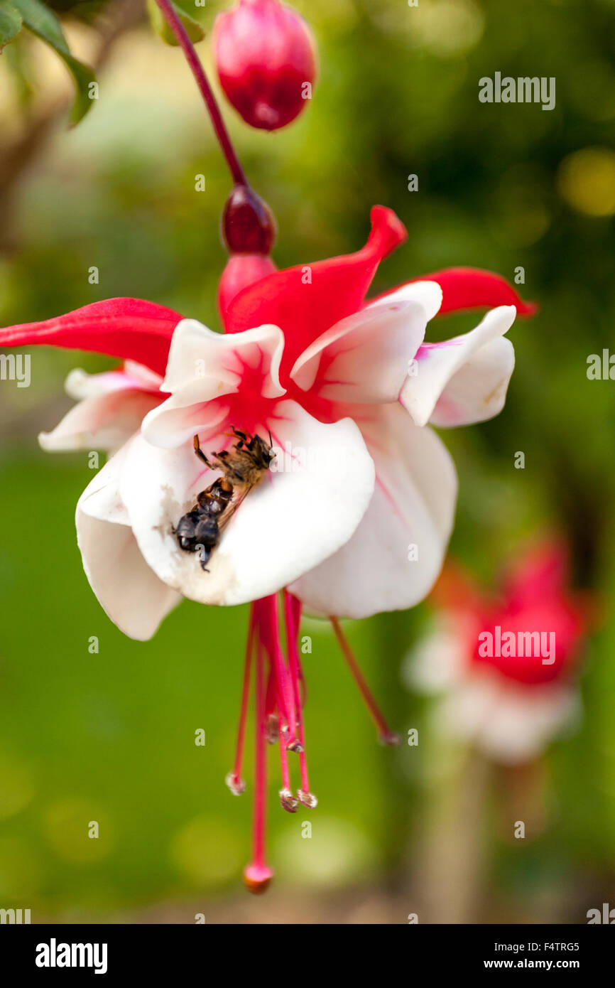 Honigbiene auf Fushia Blume Stockfoto