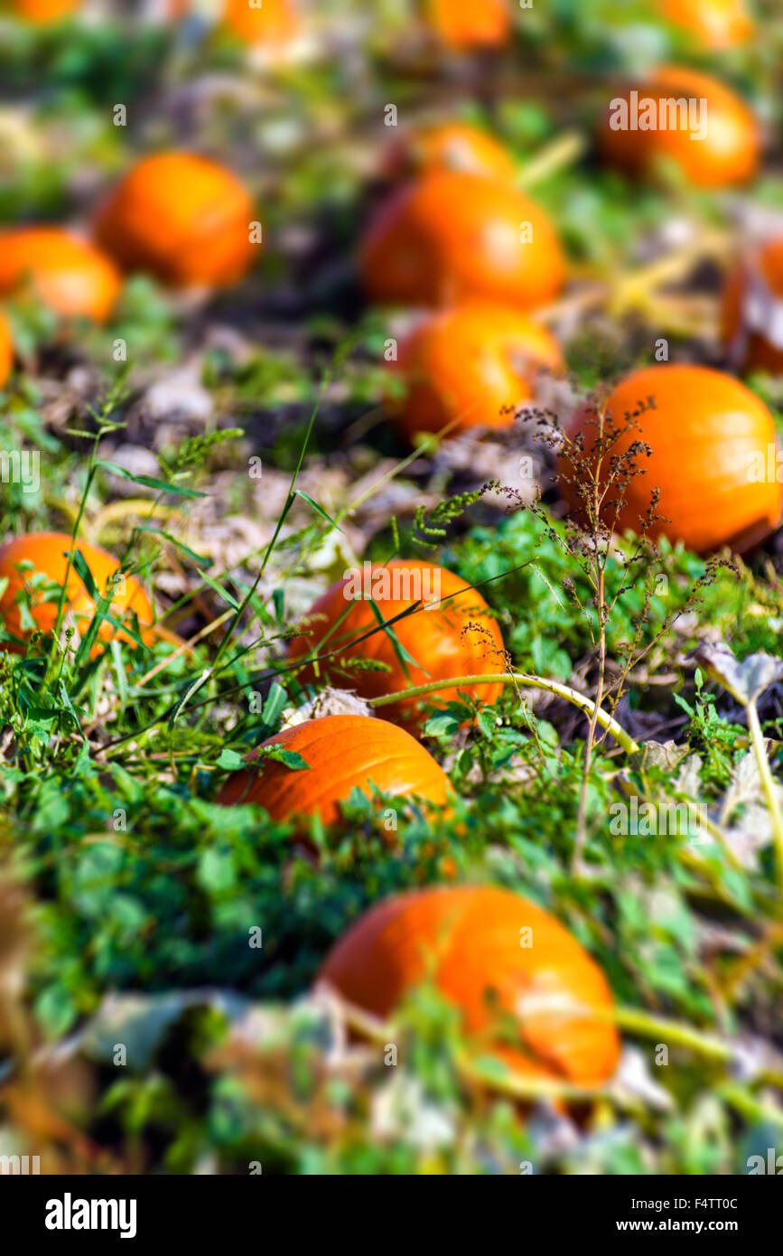 Ein Kürbisfeld im ländlichen BC, Kanada. Stockfoto