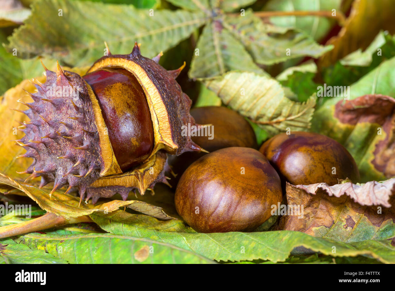 Kastanien auf einem Hintergrund von trockenen Herbst Blätter Stockfoto