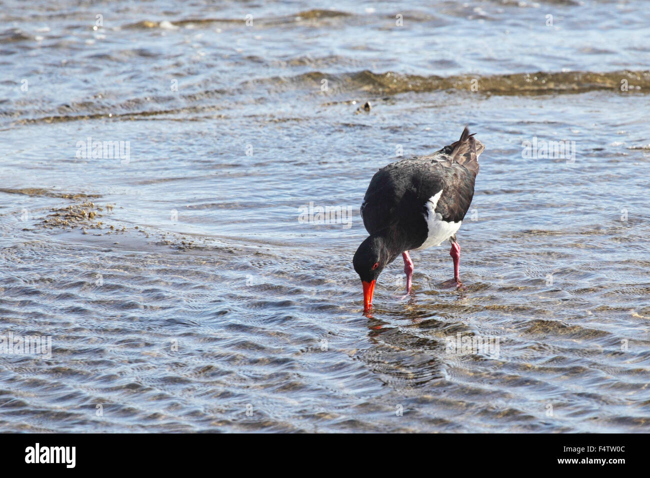 Trauerschnäpper Austernfischer (Haematopus Longirostris) auf der Suche nach Nahrung an die Ufer des Sees König in Lakes Entrance, Victoria, Australien. Stockfoto