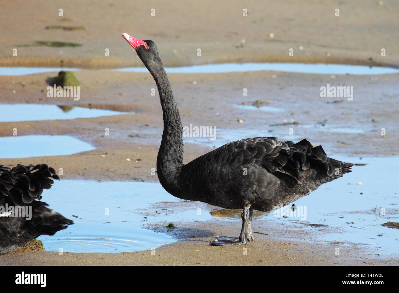 Black Swan (Cygnus olor) am Ufer des Sees King in Lakes Entrance, Victoria, Australien. Stockfoto
