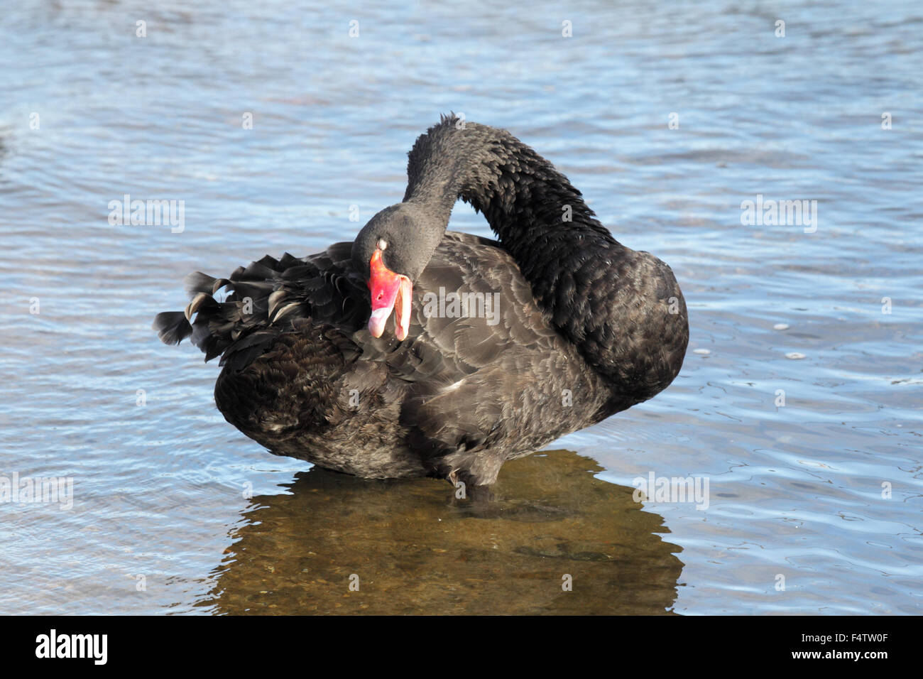 Black Swan (Cygnus olor) am Ufer des Sees King in Lakes Entrance, Victoria, Australien. Stockfoto