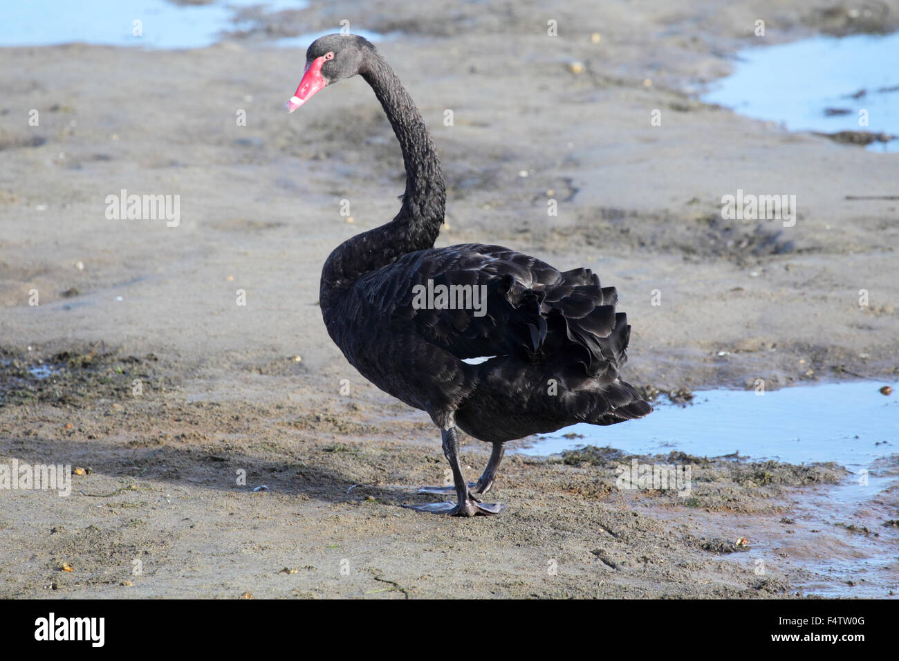 Black Swan (Cygnus olor) am Ufer des Sees King in Lakes Entrance, Victoria, Australien. Stockfoto