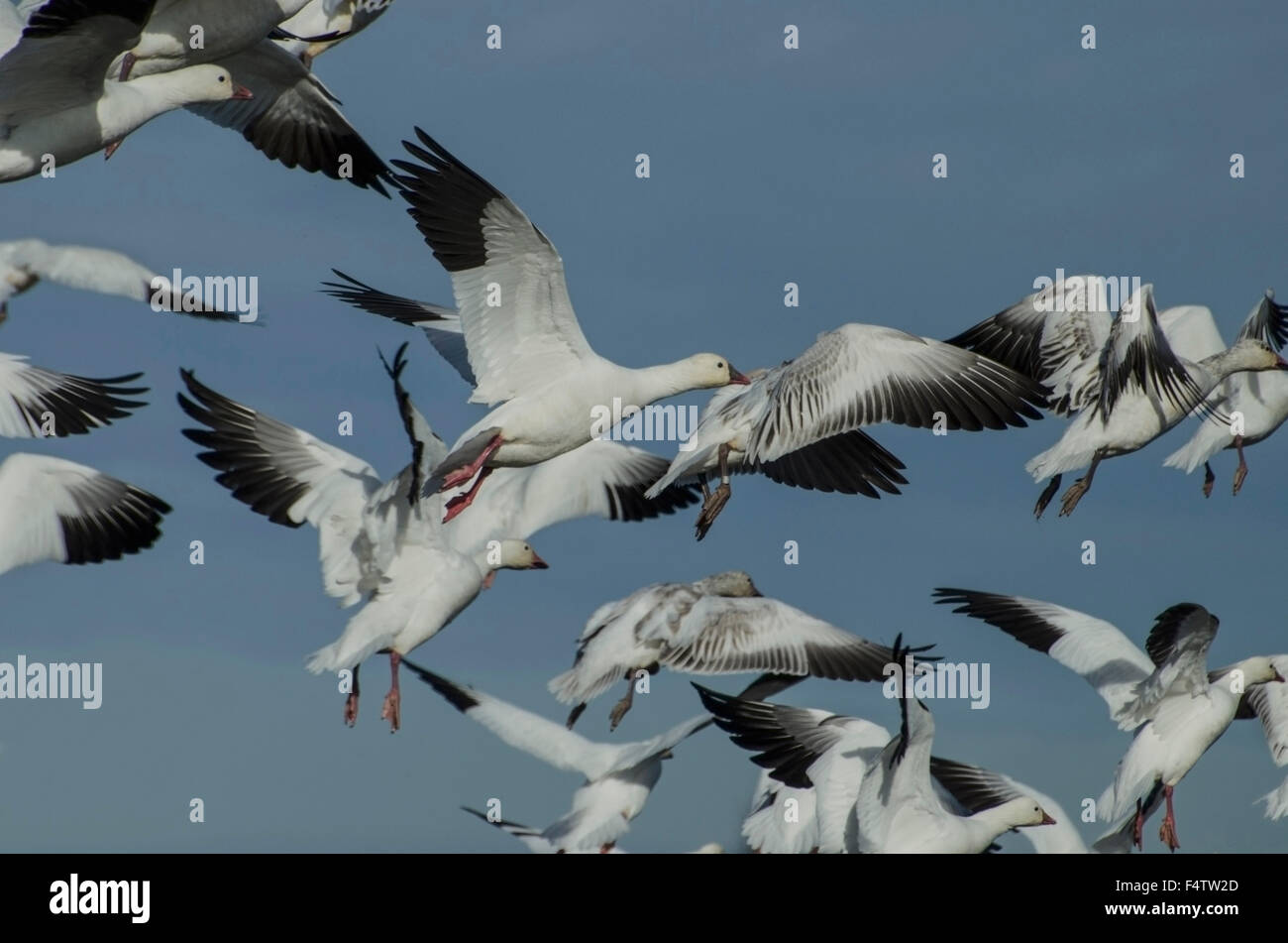 Schneegänse (Chen Caerulescens) Einnahme Flug von Überwinterung erdet in Sacramento National Wildlife Refuge in zentralen Wiscon Stockfoto