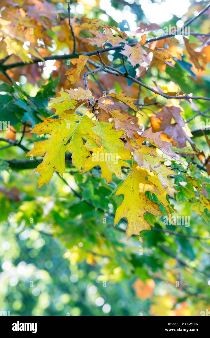 Quercus Palustris "Pendel". PIN Eichenlaub im Herbst Farbwechsel. UK Stockfoto