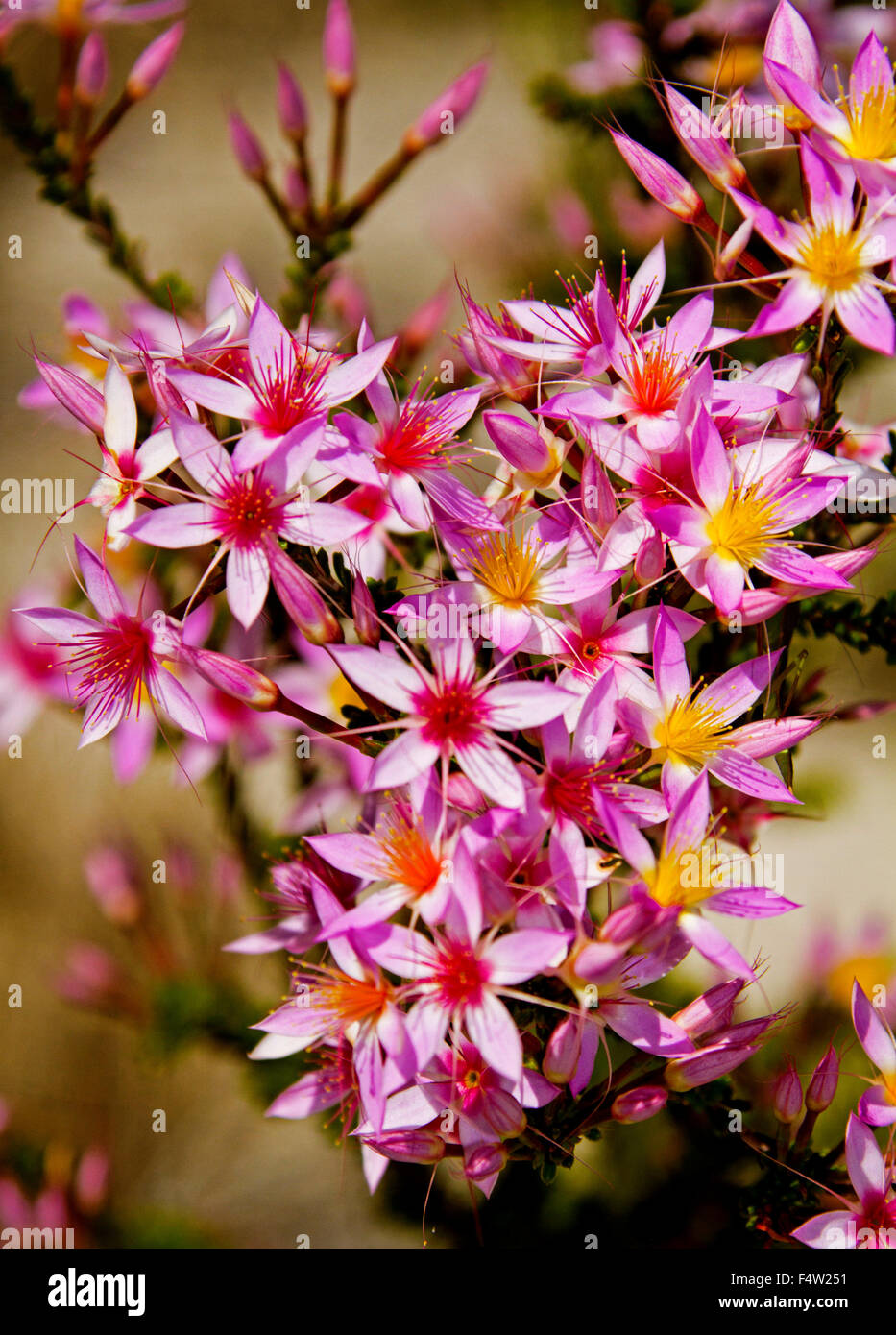 Cluster von atemberaubenden leuchtend rosa Blüten & grüne Blätter Calytrix Longiflora, Fransen Myrte wächst im Outback Australien Stockfoto