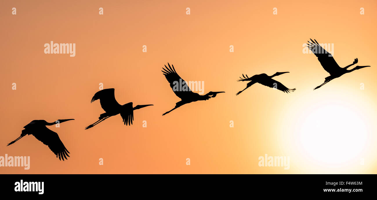 Panorama Silhouette von malte Storch fliegen gegen die Einstellung Sonne Stockfoto