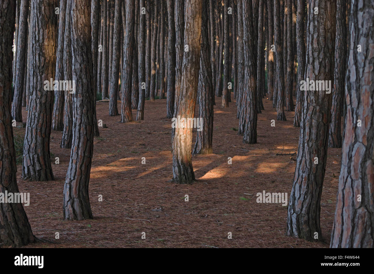 Pinienwald Toskana Küste Stockfoto