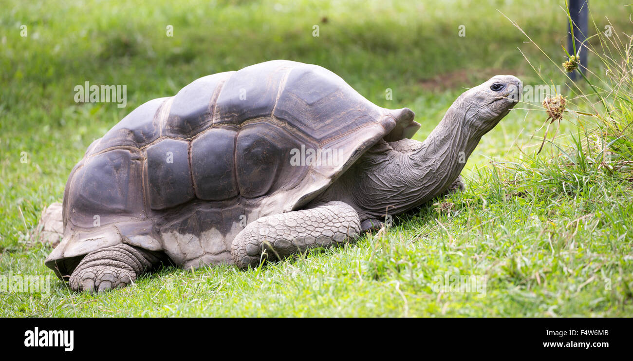 Aldabra-Riesenschildkröte (Aldabrachelys Gigantea) Stockfoto