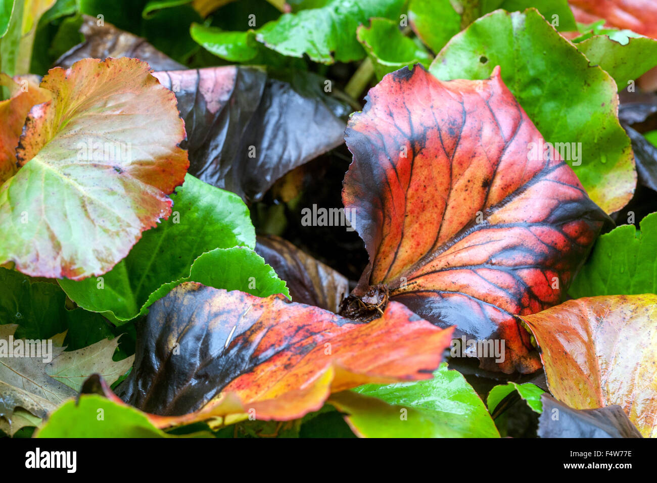 Bergenie, Blätter im Herbst Stockfoto