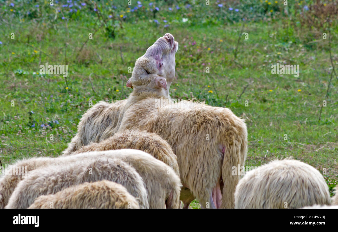 Gruppe der Schafe mit den alten ein Cryng für andere Stockfoto