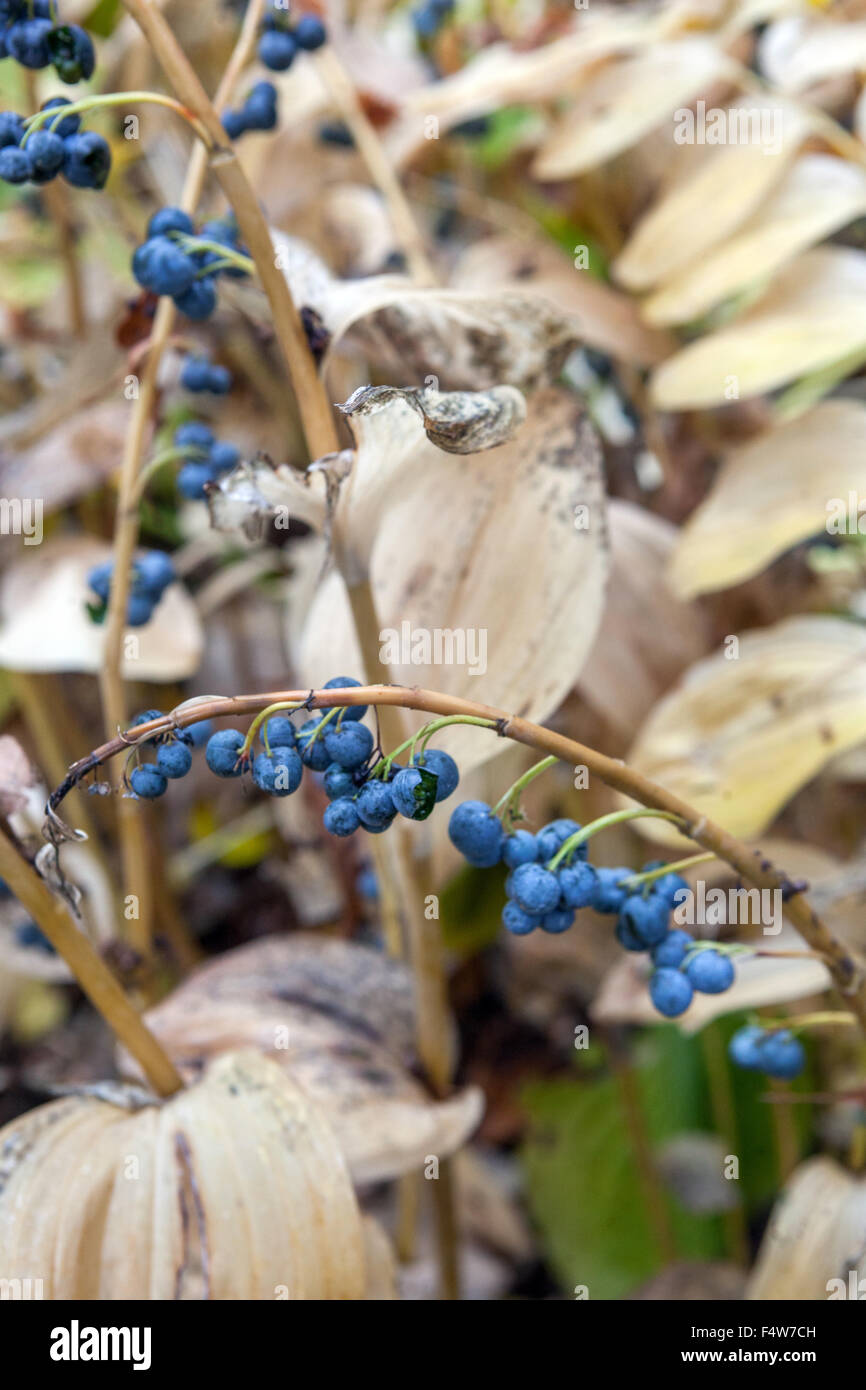 Solomons Robbenbeeren Stockfoto