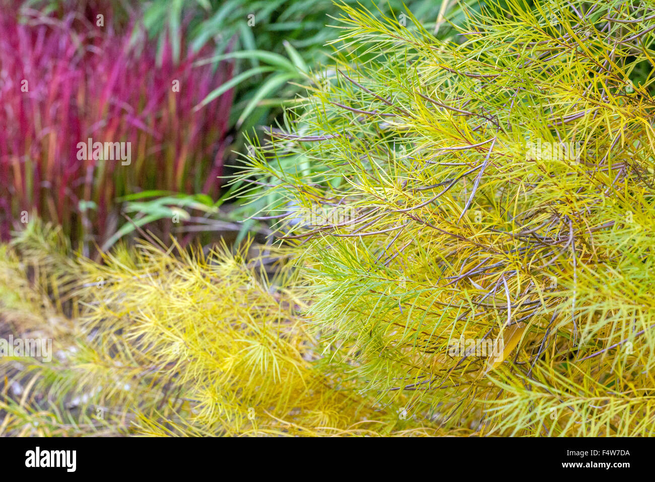 Amsonia hubrichtii Gelb, Imperata cylindrica Red, Herbst Farben Blätter Stockfoto