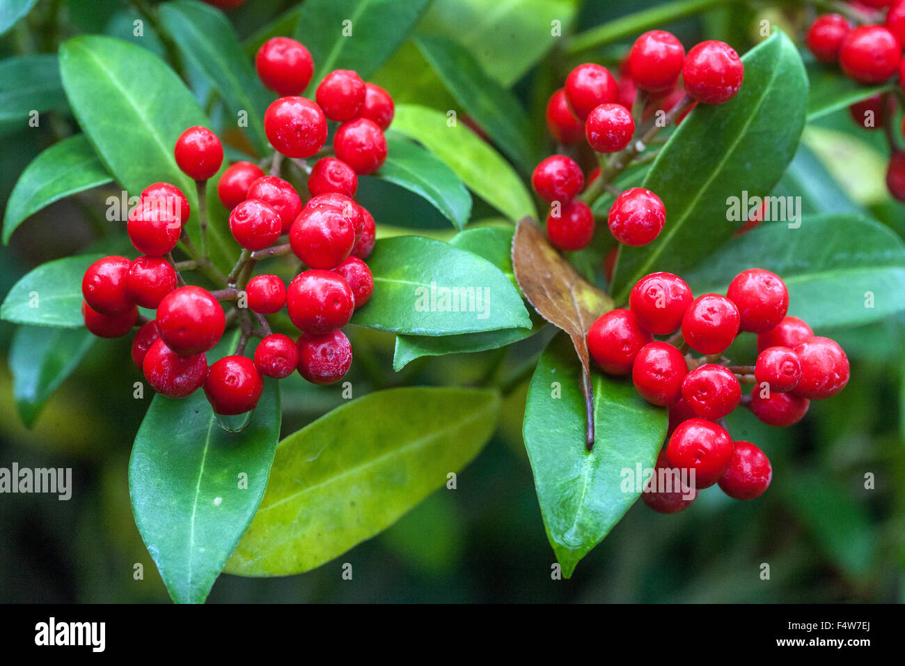 Skimmia Japonica Strauch mit roten Beeren, Herbstfarben Stockfotografie