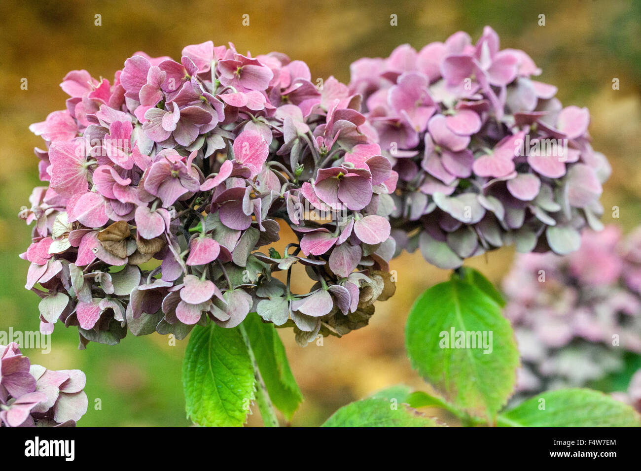 Hortensia macrophylla 'Miss Hepburn' Herbst getrocknete Blütenköpfe Sämerköpfe Bigleaf Hortensien, Blütenköpfe im Oktober verblassende Blüten Stockfoto