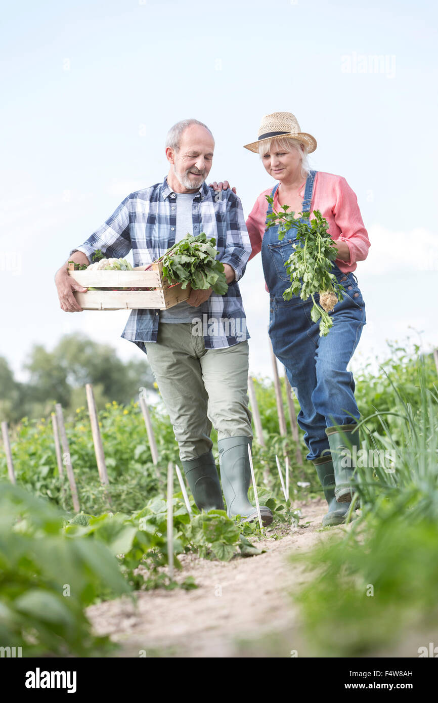 Älteres paar Ernte Gemüse im Garten Stockfoto