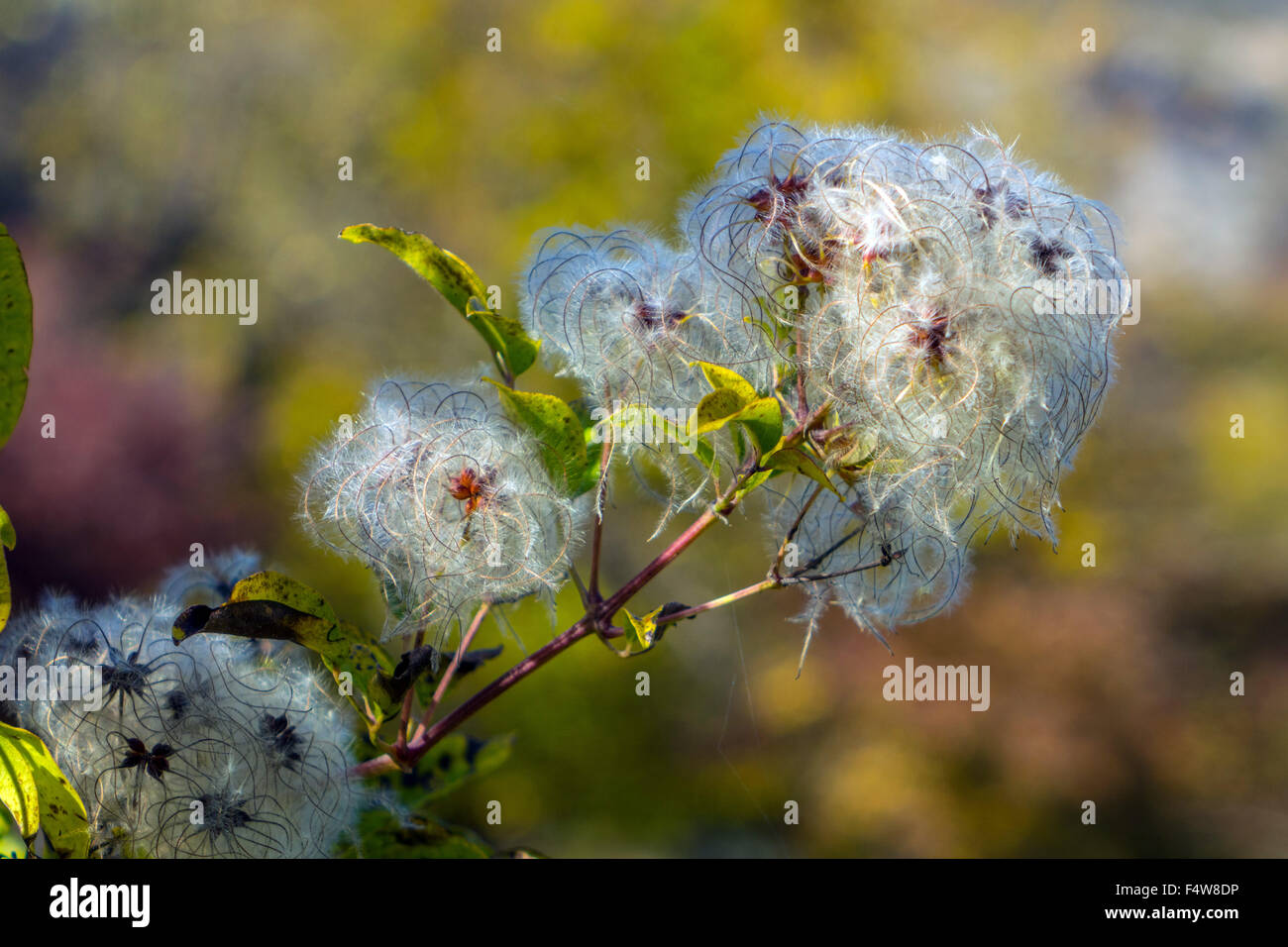 Alten Mannes Bart, wilde Clematis, Reisende Freude Samen Stockfoto