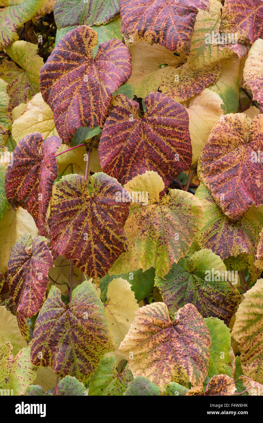 Weinlaub (Vitis Coignetiae) im Herbst. Stockfoto