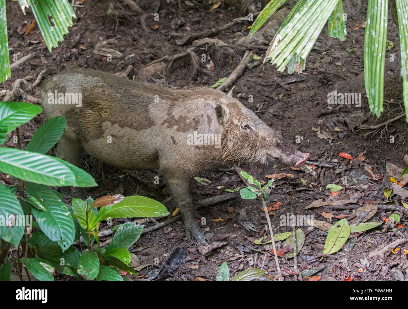 Bärtige Schwein: Sus Barbatus. Sabah, Borneo. Stockfoto