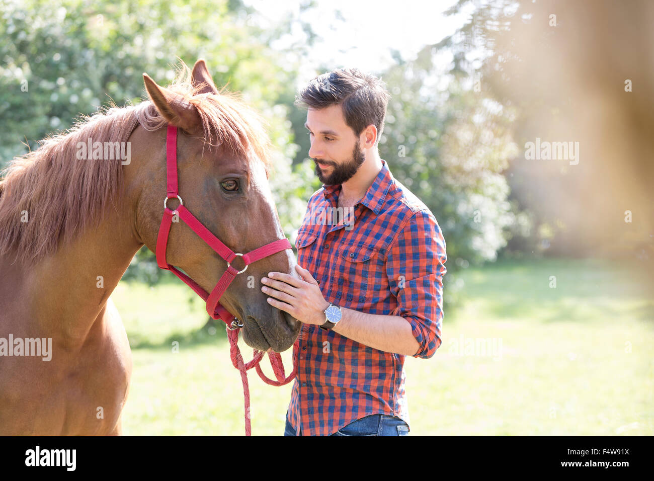 Mann Petting Pferd Maulkorb Stockfoto