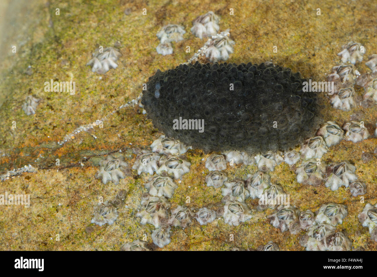 Gastropoden Stockfotos &amp; Gastropoden Bilder Alamy