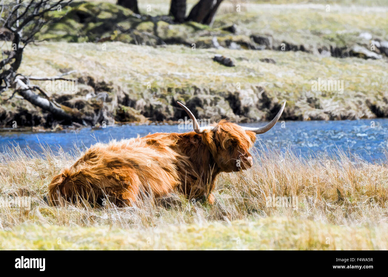Highland Cow am Fluss, Schottland Stockfoto