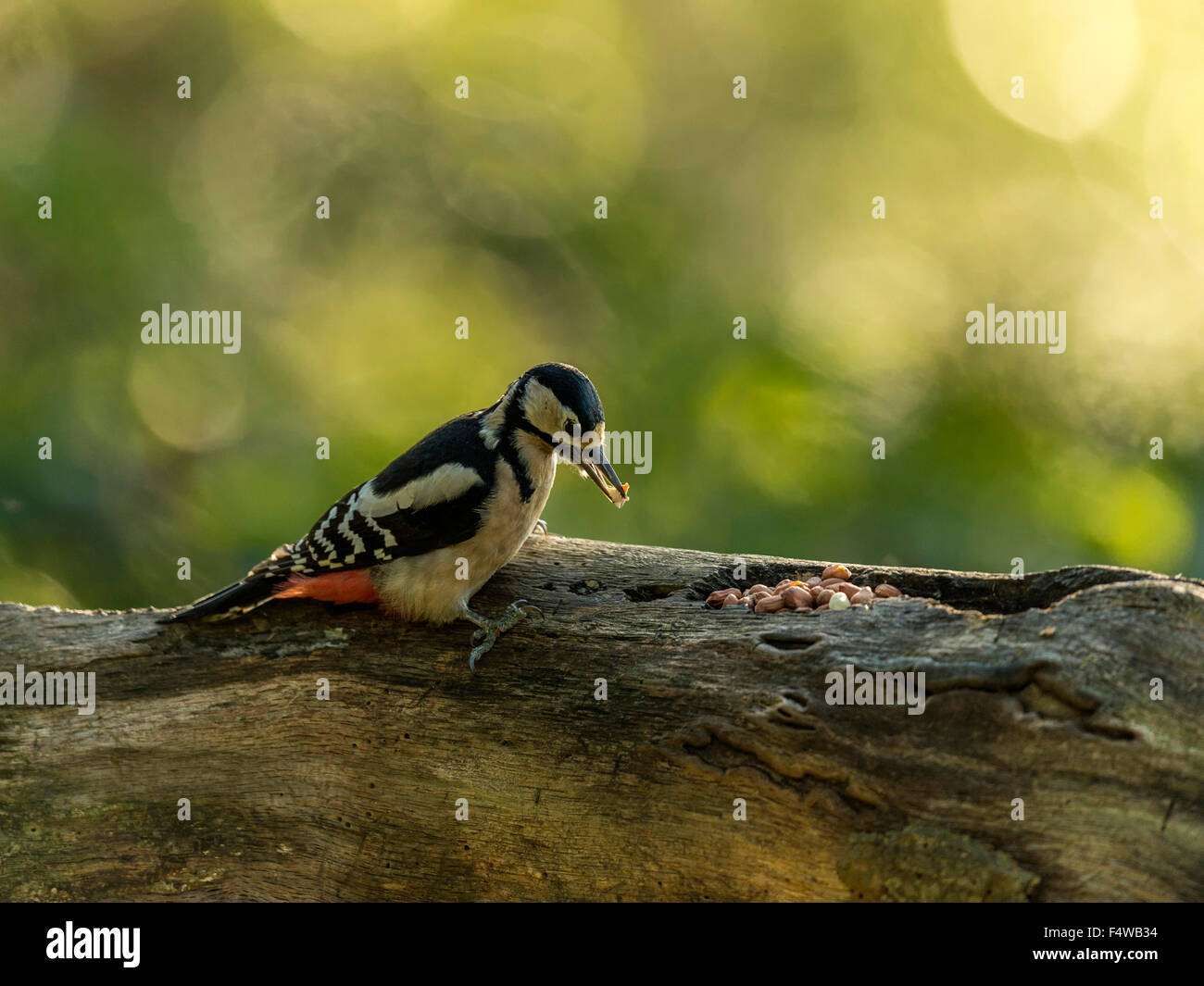 Großen Spotted Woodpecker (Dendrocopos großen) auf Nahrungssuche in natürlichen Wäldern ländlicher Umgebung. Stockfoto