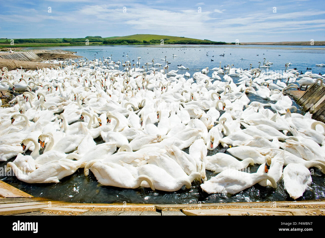 Ein Bild zeigt die Schwäne an der Abbotsbury Schwan Wallfahrtskirche in Dorset. Stockfoto