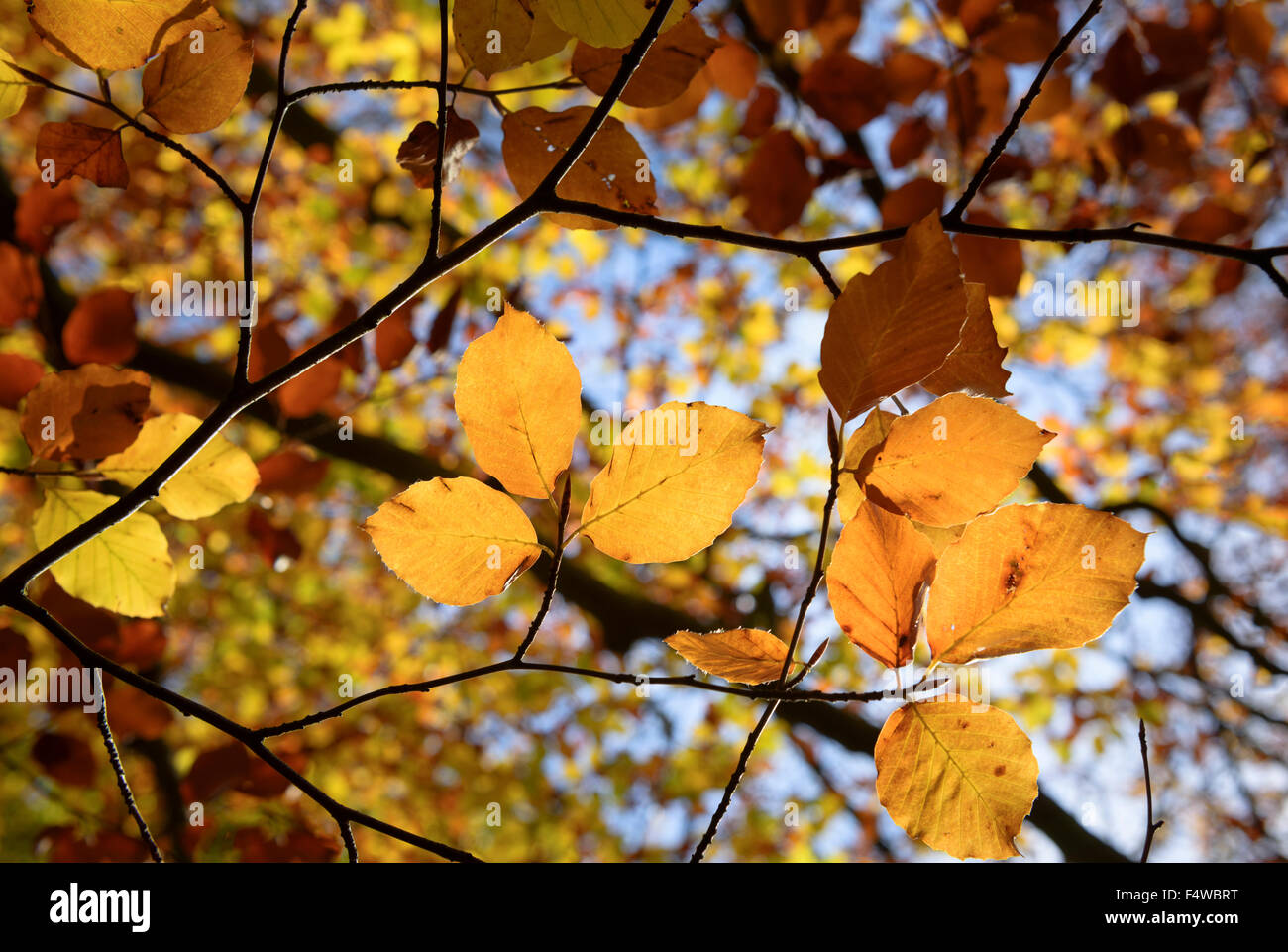 Blätter im Herbst Stockfoto