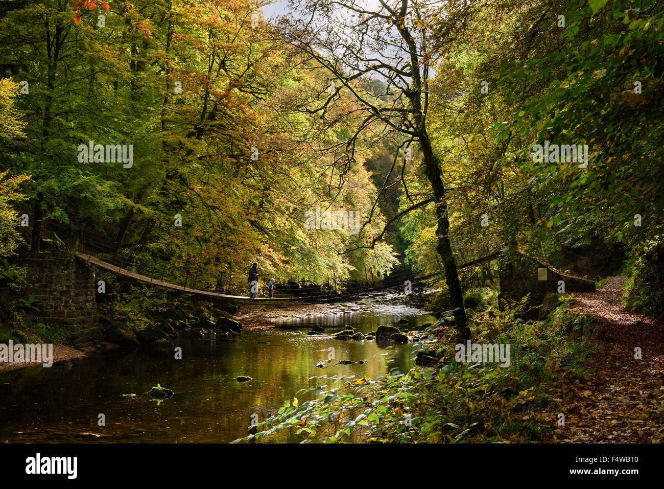 Herbst am Fluss Allen, Northumberland Stockfoto