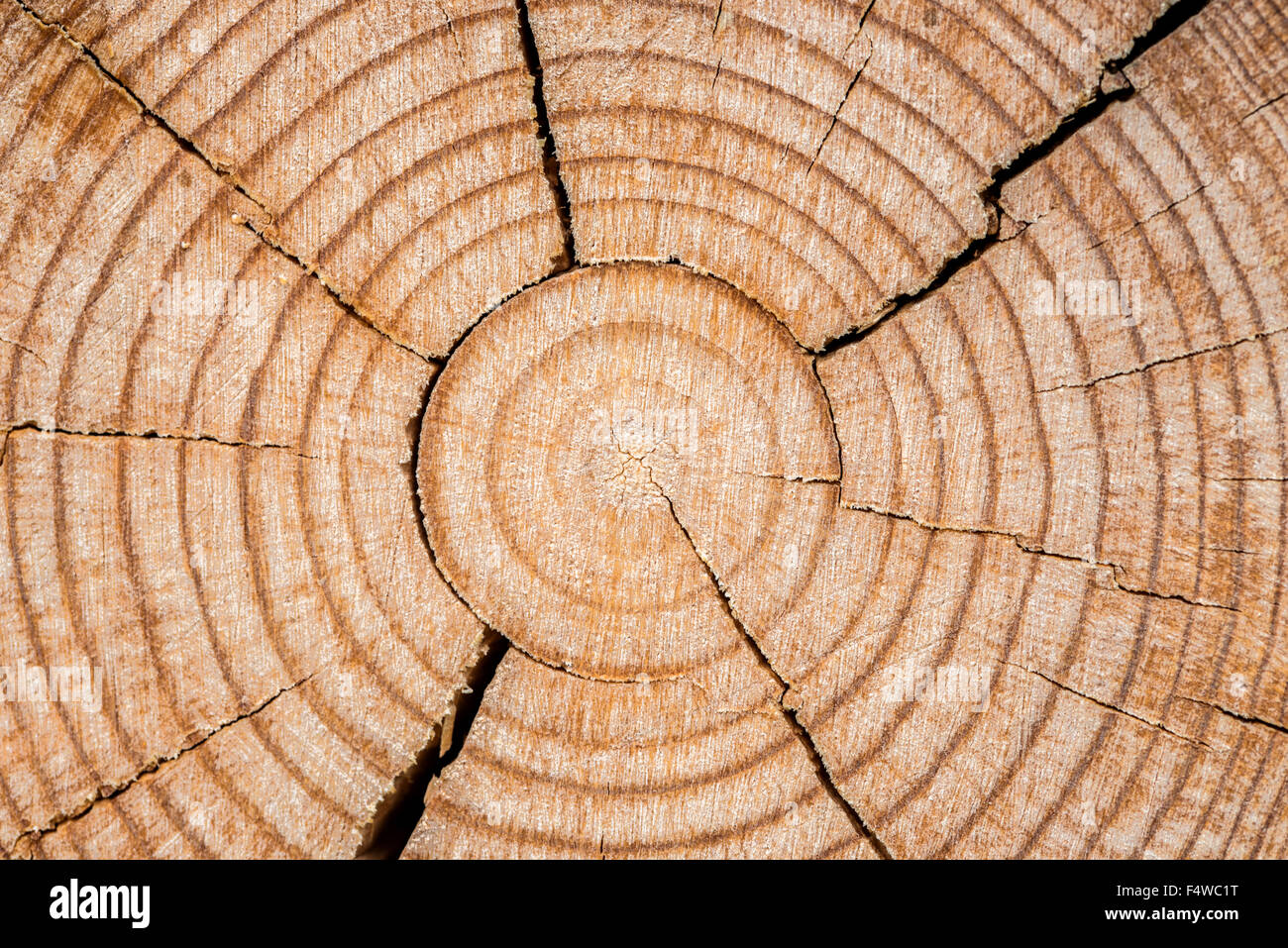Holz Textur Stockfoto