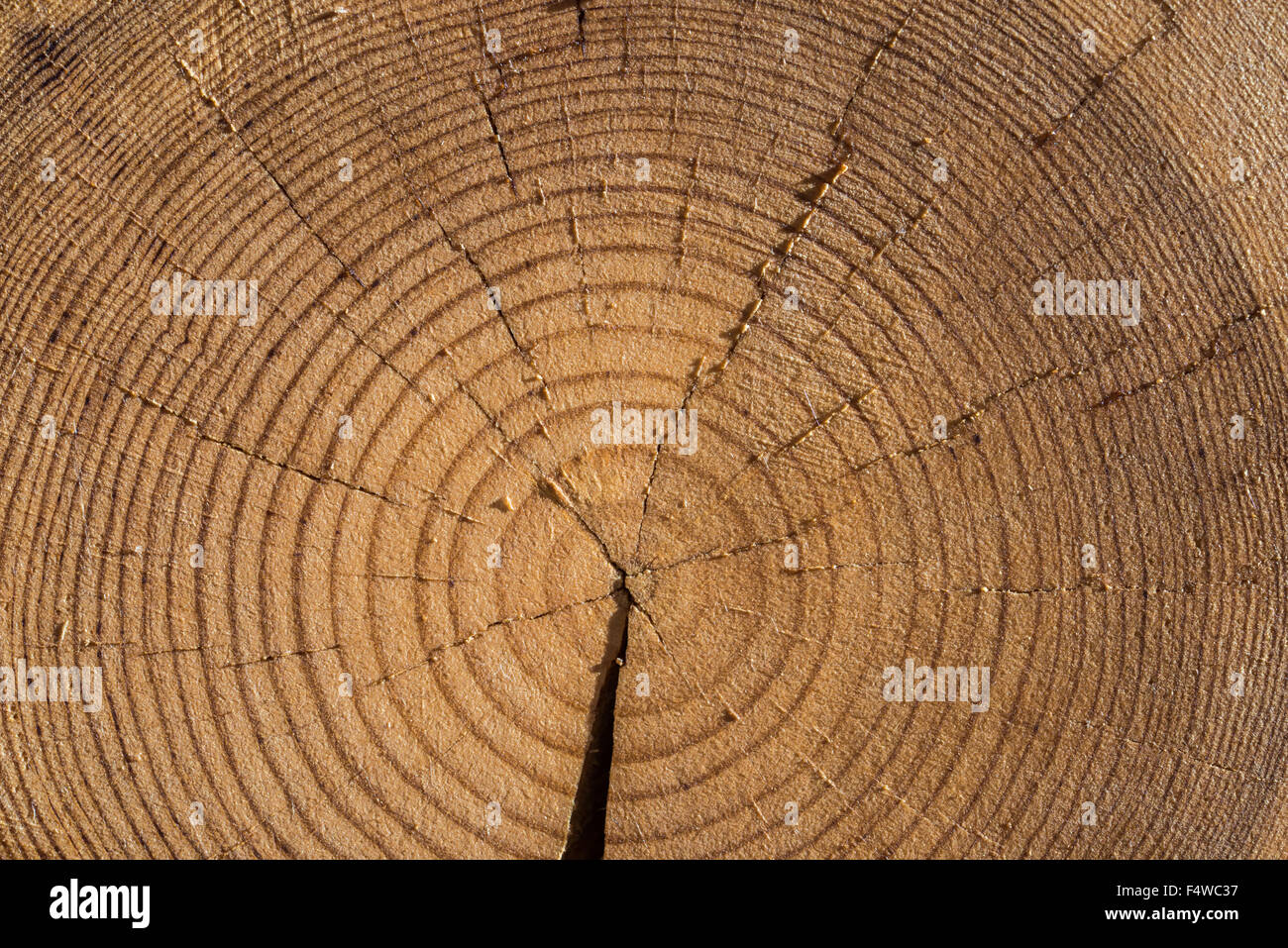 Holz Textur Stockfoto