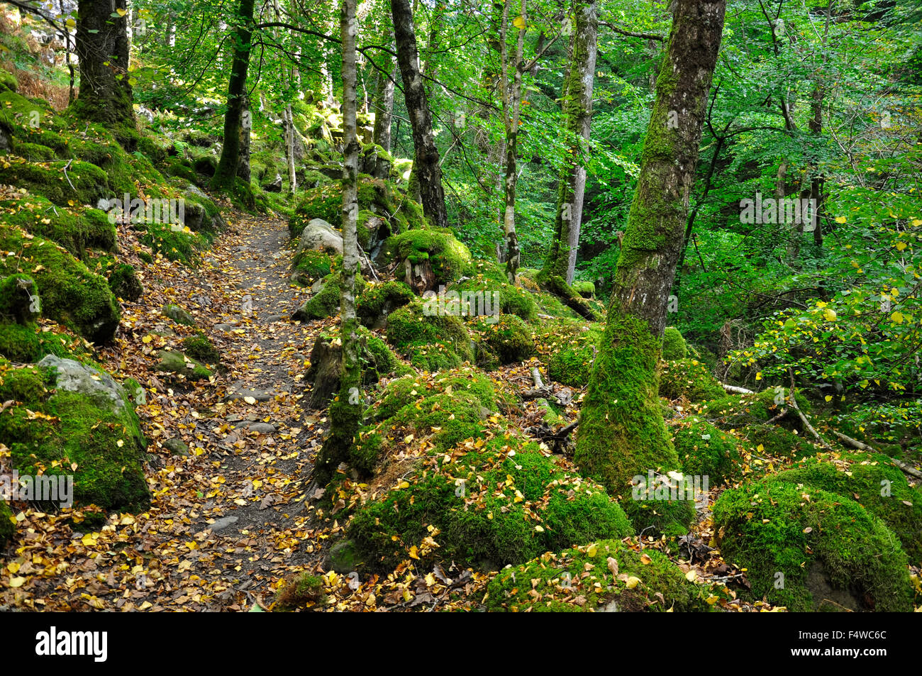 Weg durch Wald neben der Torrent zu Fuß, Wales, Wales. Moos bedeckten Felsen und Laub. Stockfoto