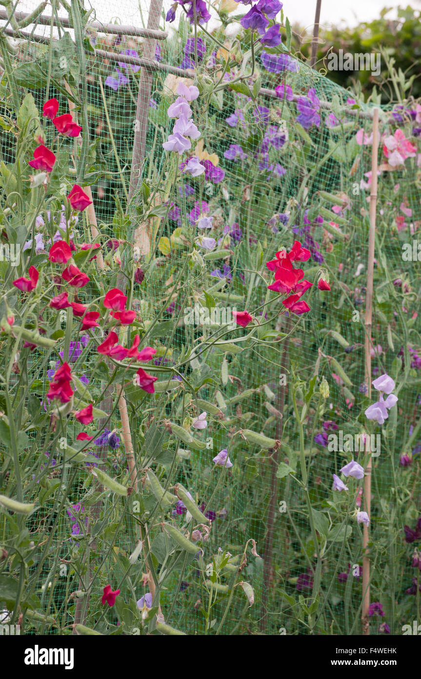 PLATTERBSE MAN SAMENKAPSELN Stockfoto
