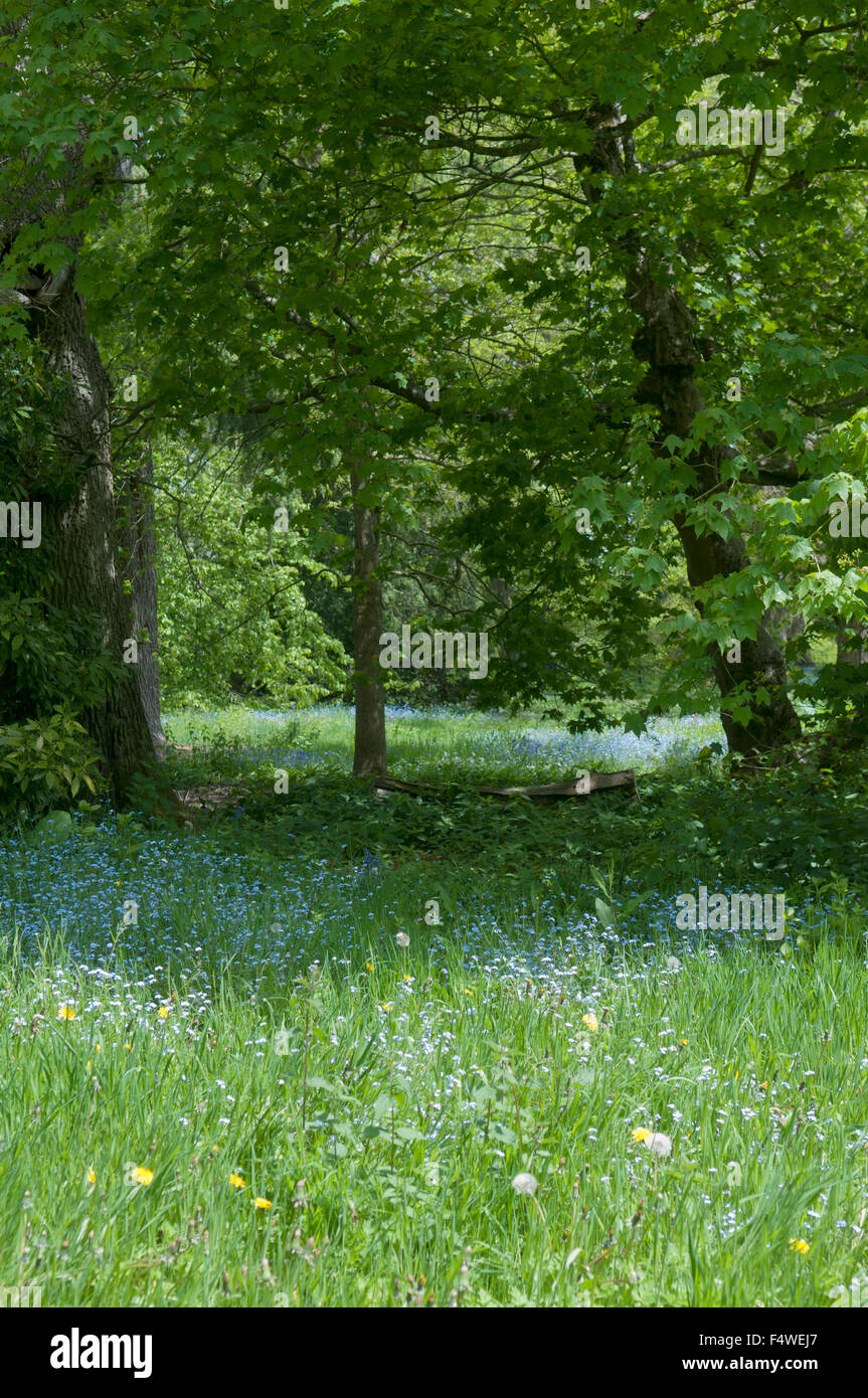 MYOSOTIS SYLVATICA Stockfoto