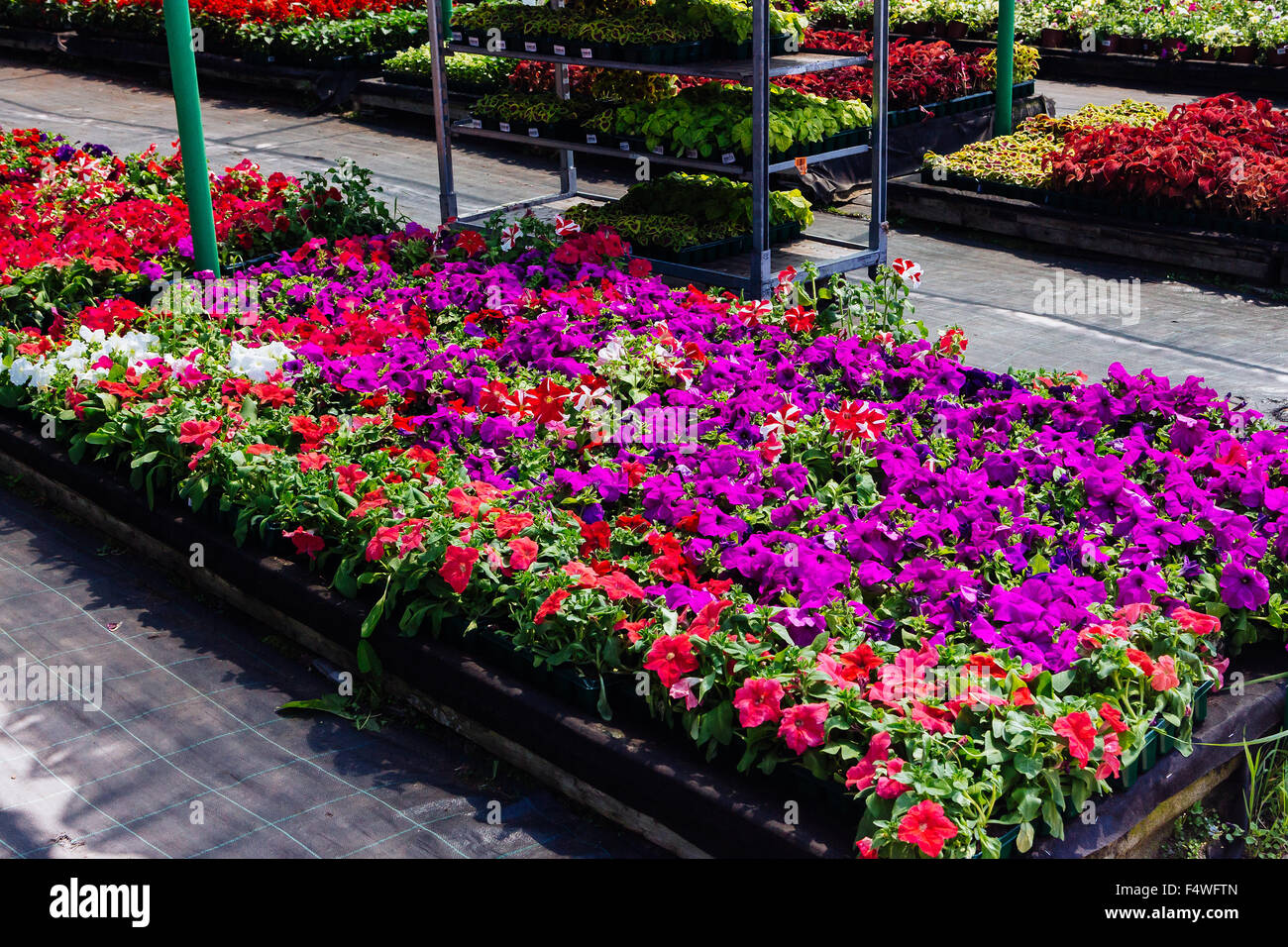 Gartenblumen zu verkaufen Fotos und Bildmaterial in hoher Auflösung