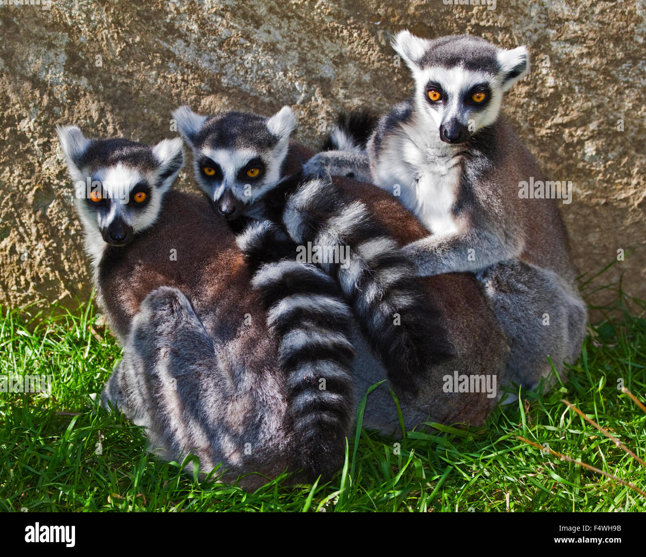 Gruppe von Ring Tailed Lemuren (Lemur Catta) Stockfoto